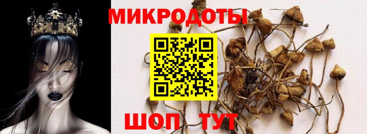 Псилоцибиновые грибы Psilocybe  Вход с VPN  Сертолово 